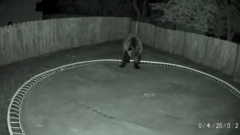 bear explores backyard with trampoline at night