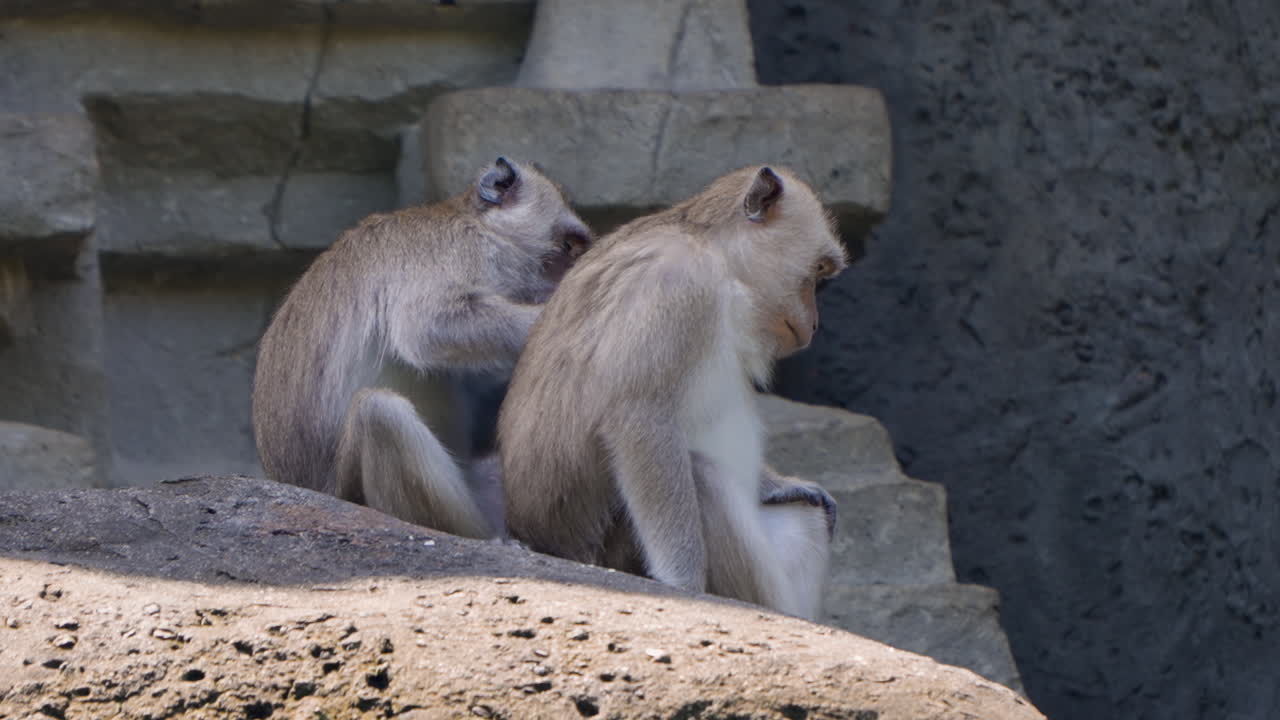 los macacos comedores de cangrejo sentados en los escalones del acantilado del templo de gunung kawi en bali safari y parque marino, indonesia