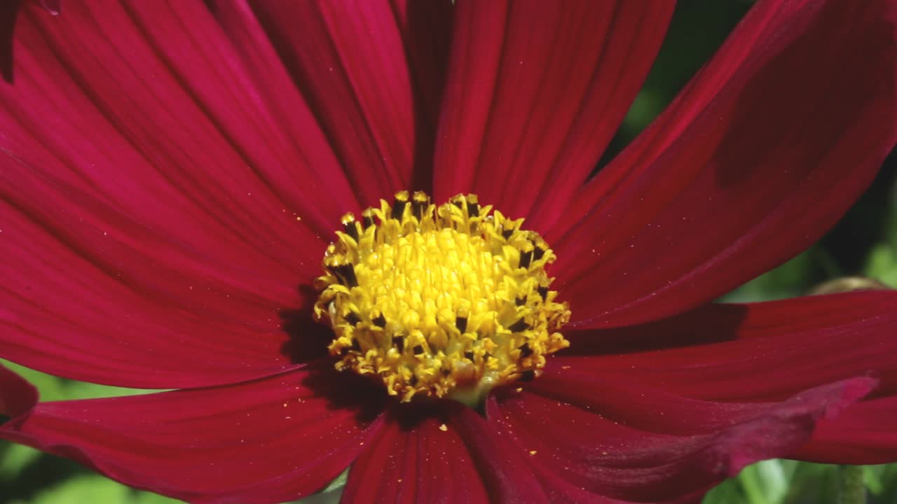 primer plano de la flor de jardín del cosmos de color rojo brillante, rojo cosmini