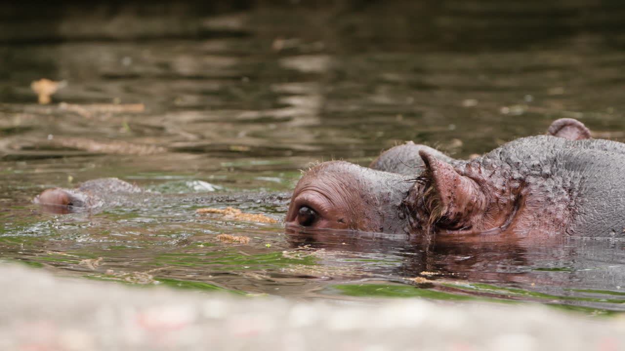 Close-up da cabeça de um hipopótamo de rio enquanto caminha na água e depois mergulha.
