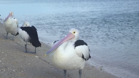 australian pelican by the beach relaxing