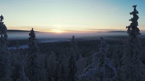 the drone appears from among the forest towards the colorful sunset