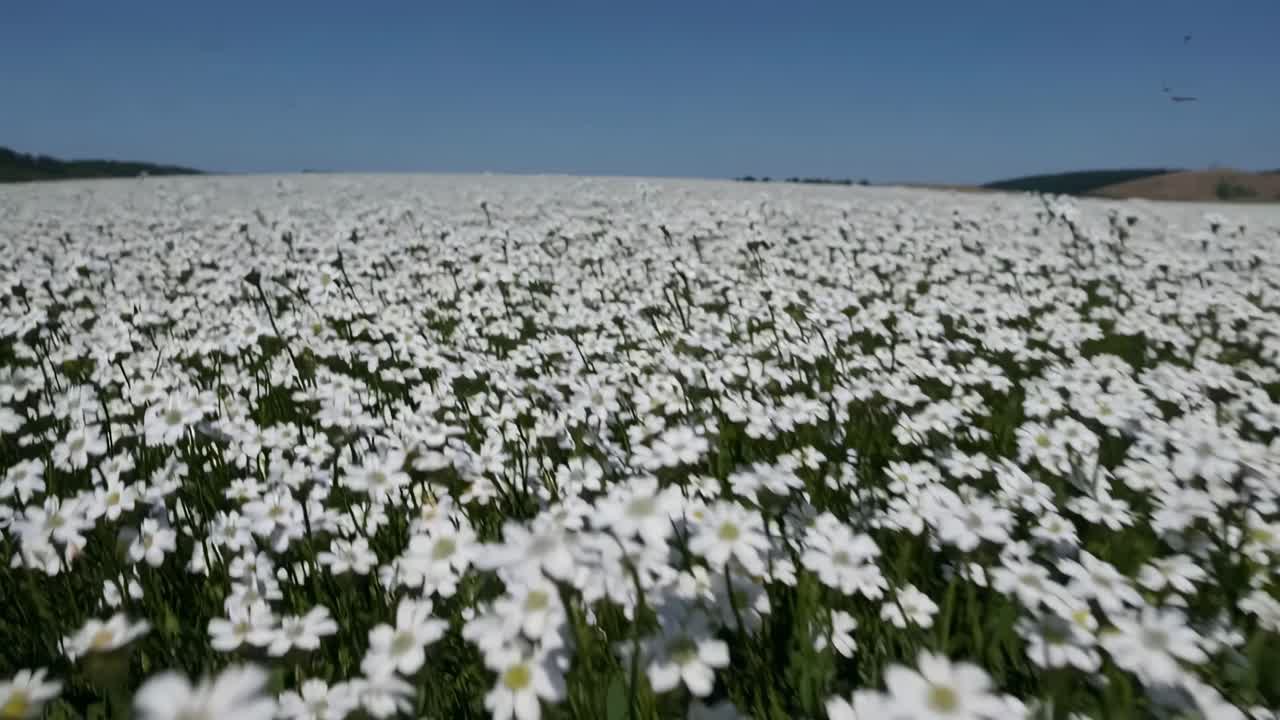 Low-angle video capturing a vast field of white flowers under a clear blue sky, emphasizing nature's