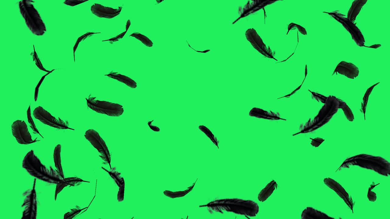 Realistic black feather floating on green background.