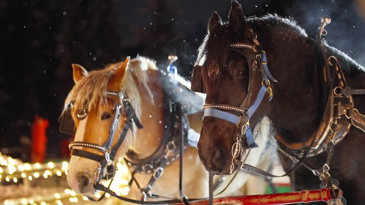 pareja de caballos de carruaje en arnés en una fría noche de invierno, copos de nieve y vapor de aliento en cámara lenta, de cerca