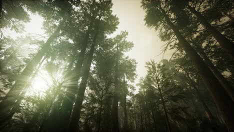 Redwood-Forest-Neblige-Sonnenuntergangslandschaft