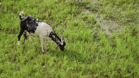a handheld toppish mid shot of 3 multi coloured indian goats grazing grass on a swampy wetland with water pools and mud during a sunny day