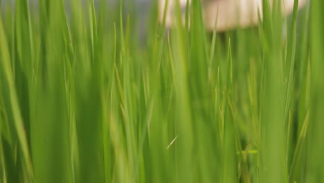 close up moving shot of worker in a rice field located in northern thailand