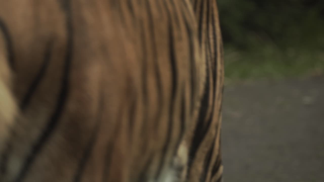 Tigre raro caminhando lentamente em direção à câmera, potencial presa.