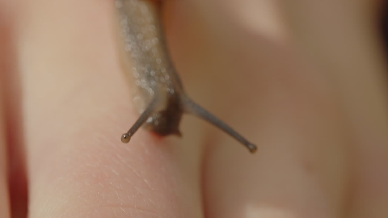 여자의 손가락 위를 기어다니는 달이의 아름다운 매크로, 그리고 그 아래쪽 손가락으로 주변을 만져보고 있다.