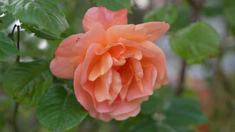 extreme closeup of orange rose with green leaves in background