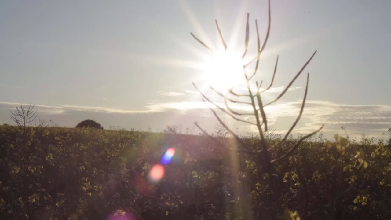 Landscape of rapeseed crop field with sunshine background tilting down shot