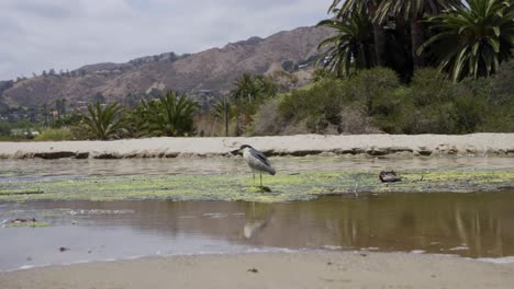 bird standing on a lake