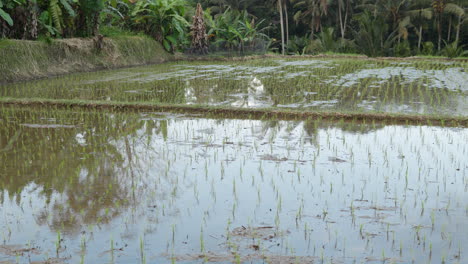 Reflections-On-Watery-Paddy-Fields-In-Ubud,-Bali-Indonesia