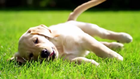 a playful golden retriever puppy enjoying a beautiful day on the green grass, exhibiting joy and energy while exploring its surroundings
