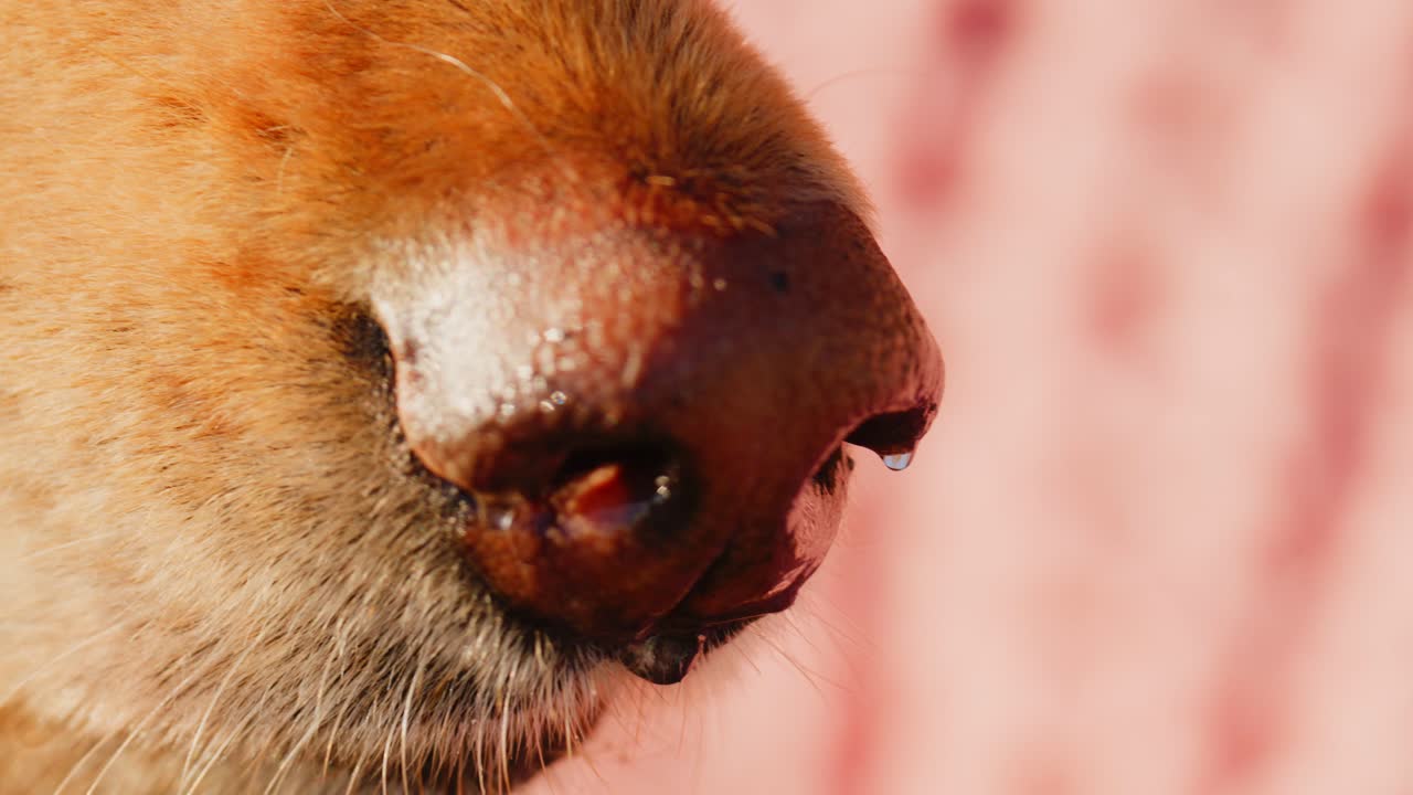 Close-Up of a Dog's Nose Capturing Intricate Details and Textures in Natural Light, Highlighting Its Sensitive and Unique Features for a Heartwarming Perspective