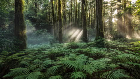misty forest with ferns and sunlight