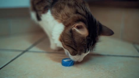 a close up shot of maine coon white and brown tiger colors fluffy cat, playing and biting a bottle plug on the floor, brown kitchen closets, home pet, slow motion 4k video