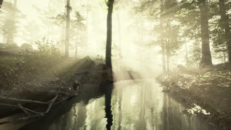 Estanque-En-Un-Bosque-Con-Niebla