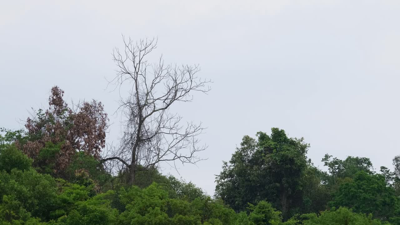 새가 나무의 캐노피에 착륙하는 동안 위에서 본 열대우림과 벌거벗은 나무 노출, phukiew 야생 동물 보호 구역, 태국