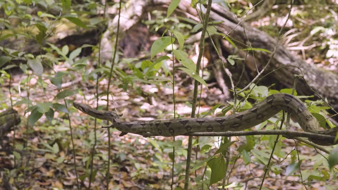 A boa constrictor wrapped tightly around a tree branch in its natural jungle habitat. Shot in daylight with shallow depth of field, showing detailed snake patterns and tropical environment