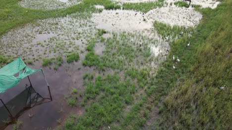 asian open billed stalk take off and fly over rice paddy and buffalo grazing ground