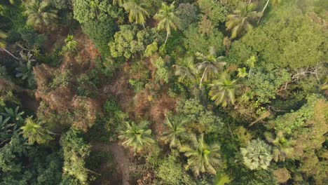 Area-view-shot-of-jungle-or-forest