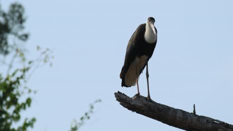 Perched-on-a-larch-broken-branch-preening-and-looking-around,-Asian-Woolly-necked-Stork-Ciconia-episcopus,-Near-Threatened,-Thailand