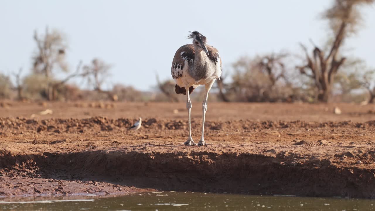 Un'otarda kori sta in piedi davanti a una pozza d'acqua e scruta i suoi dintorni in una polverosa Riserva di caccia di Mashatu