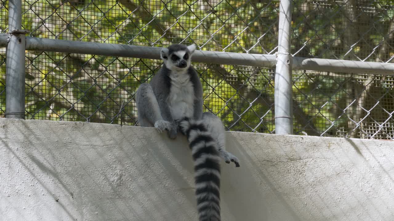lemur bosteza en la pared en el parque zoológico nacional de la república dominicana