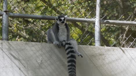 Lemur-Bosteza-En-La-Pared-En-El-Parque-Zoológico-Nacional-De-La-República-Dominicana