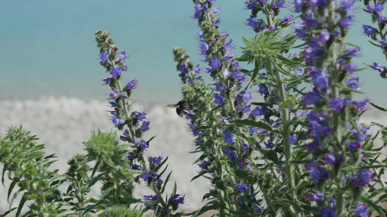 Detail of bumblebees pollinating lavender flowers at Lake Tekapo, New Zealand.