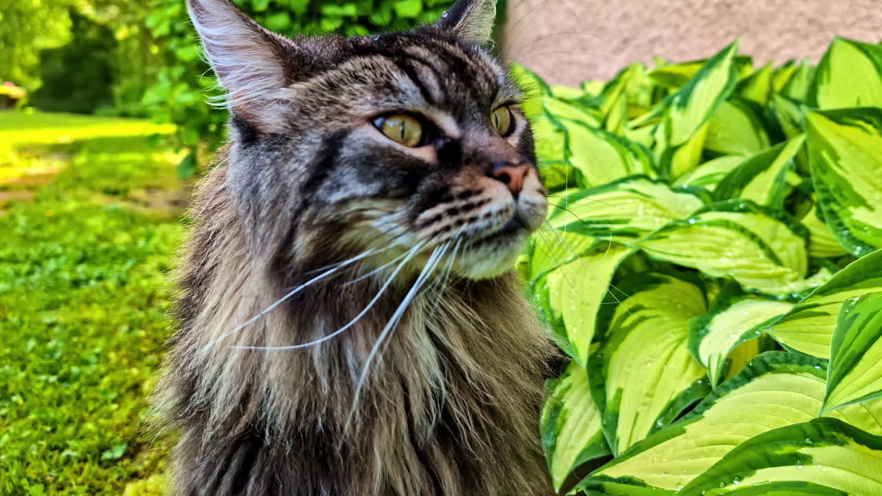 Eine wunderschöne, langhaarige Maine-Coon-Katze mit auffallend grünen Augen blickt aufmerksam von einem üppigen Gartenweg, umgeben von leuchtenden Funkienblättern nach dem Sommerregen