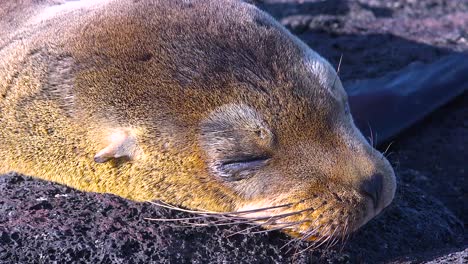 un león marino joven de cerca en una playa de galápagos