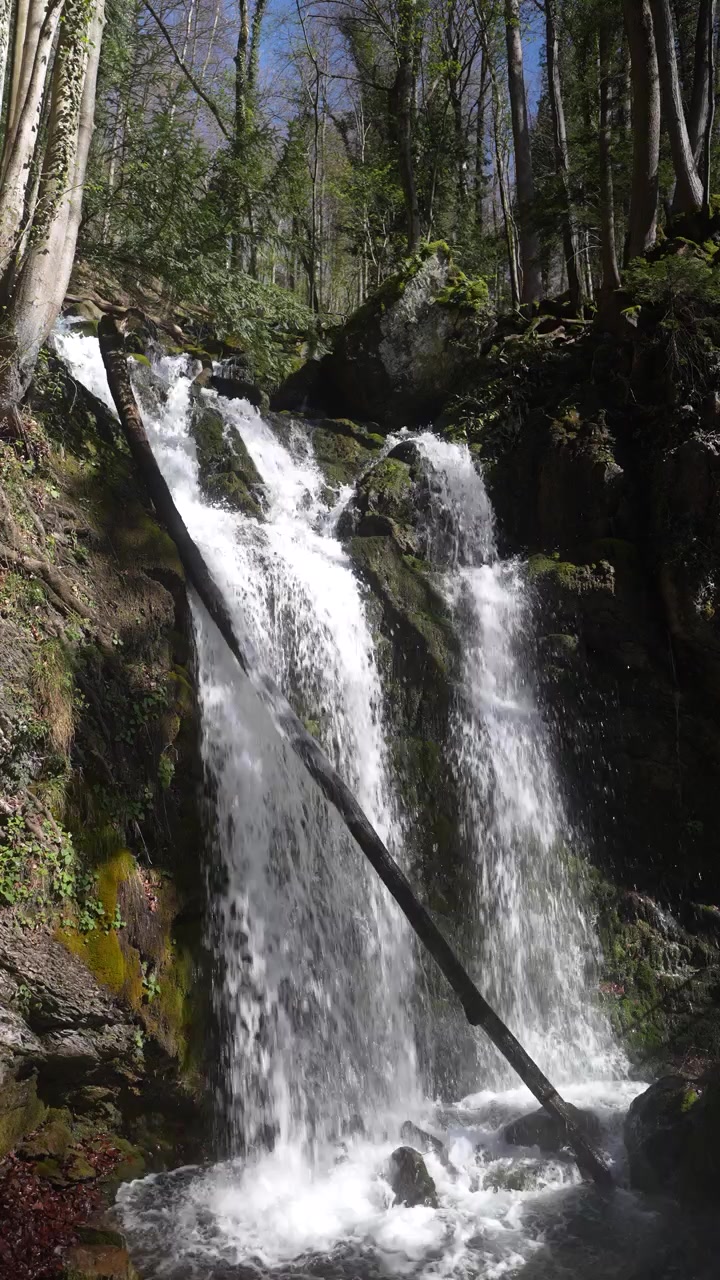 L'acqua scorre impetuosa su rocce muschiose in una pozza sottostante all'interno di un ambiente boschivo.