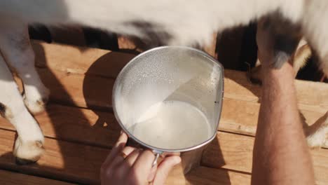 pov manos de cerca agricultor ordeñando cabra vaca llenando balde con leche blanca saludable orgánica natural fresca
