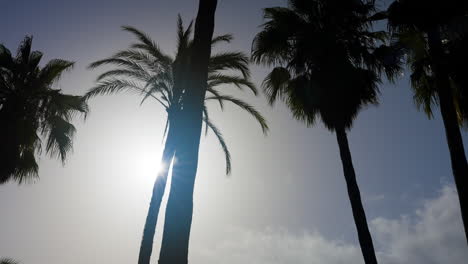 palm trees silhouettes under sunny sky
