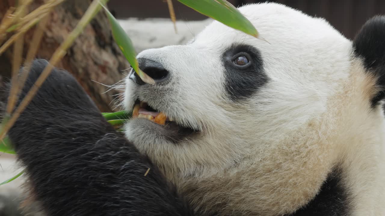 el panda gigante (ailuropoda melanoleuca) también conocido como el oso panda o simplemente el panda, es un oso nativo del sur de china central.