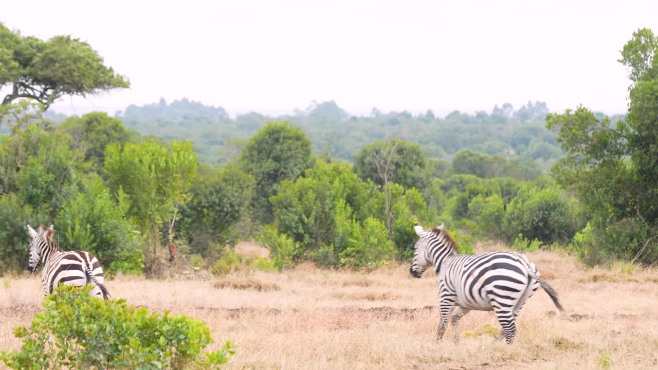 Gruppo di zebre delle pianure che corrono e giocano insieme attraverso la savana aperta nell'habitat faunistico del Kenya