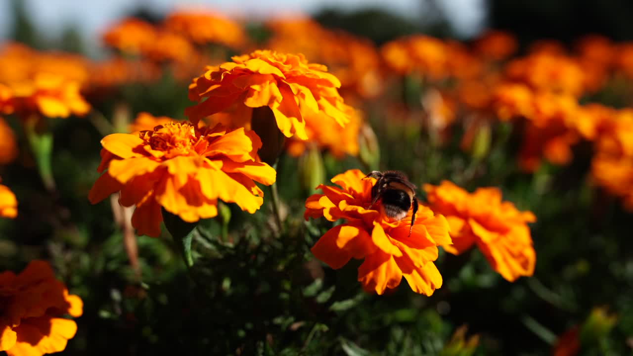 Bombo su fiori di calendula ad Albert Park, Auckland, Nuova Zelanda - Primo piano.
