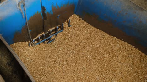 wheat grains move into the machine in a flour factory