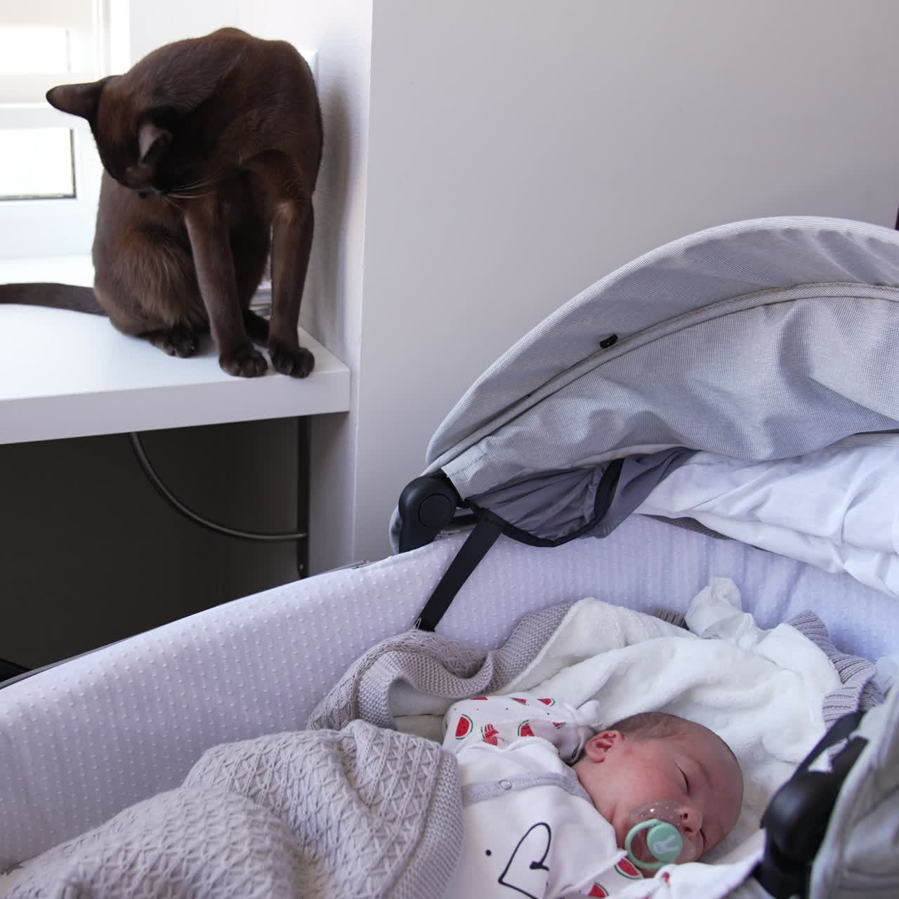 Newborn baby waking up from sleep in his carriage. Black domestic cat watching the babe. Pet licking itself on the windowsill