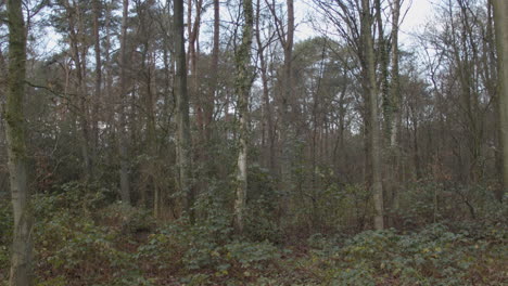 Static-shot-of-wild-woodlands-in-autumn