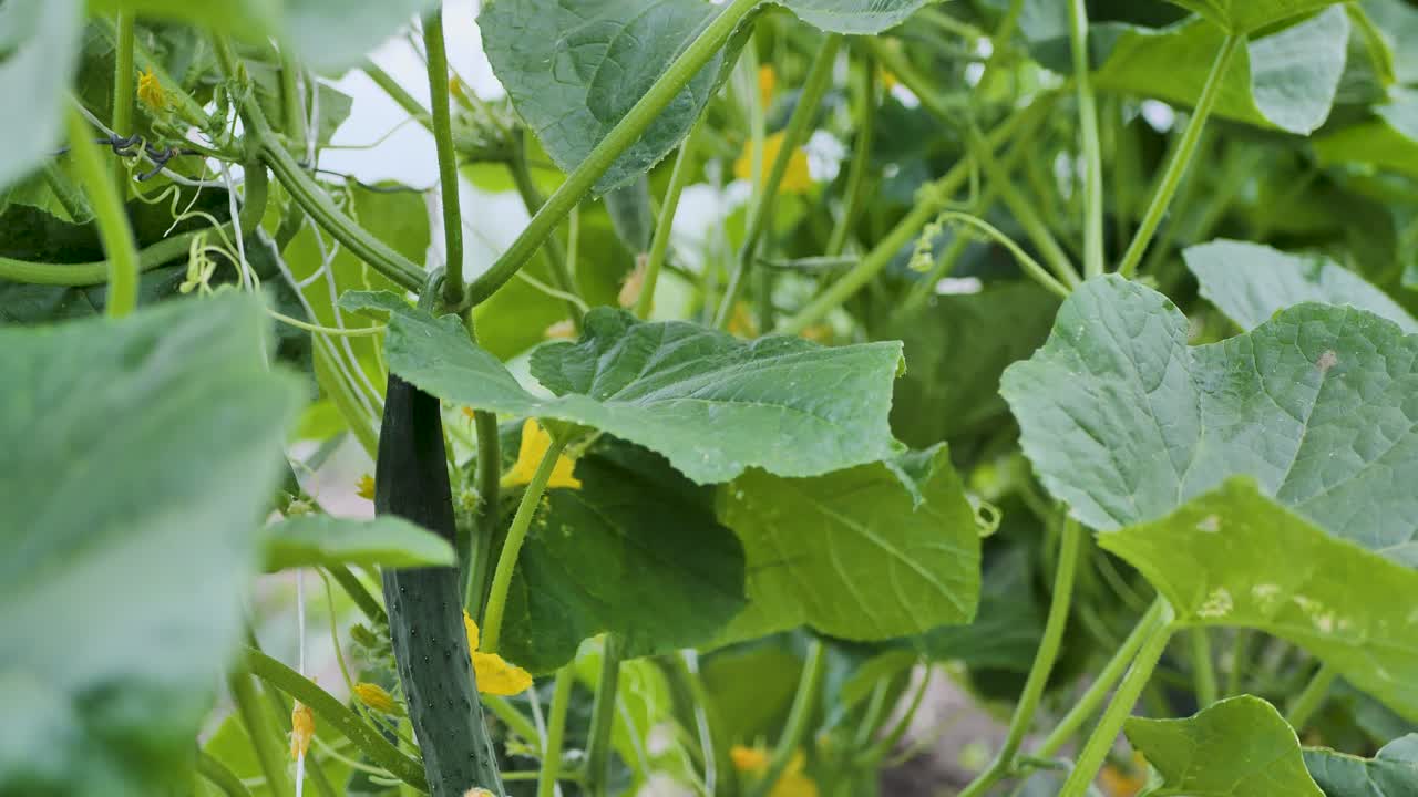 식물에서 자라는 작은 오이