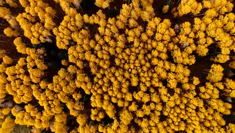 rotación del cenit por encima del dosel del árbol de áspero amarillo durante el pico de colores de otoño