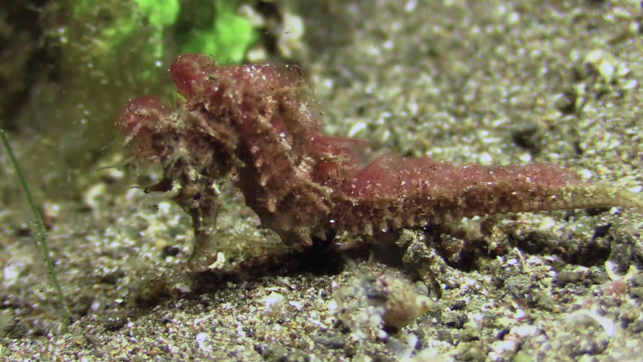 красноватый волосатый морской конек движется к камере по песчаному дну, отпугивая небольшого рака-отшельника, средний и крупный план, съемка в дневное время