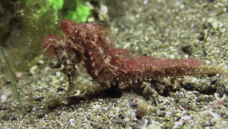 reddish-hairy-seahorse-moving-towards-camera-over-sandy-bottom-scaring-away-a-small-hermit-crab,-medium-to-close-up-shot-during-day