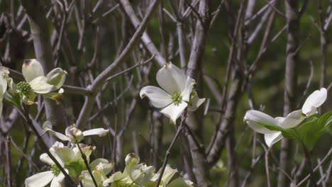 medium shot of flowering dogwood tree blossoms