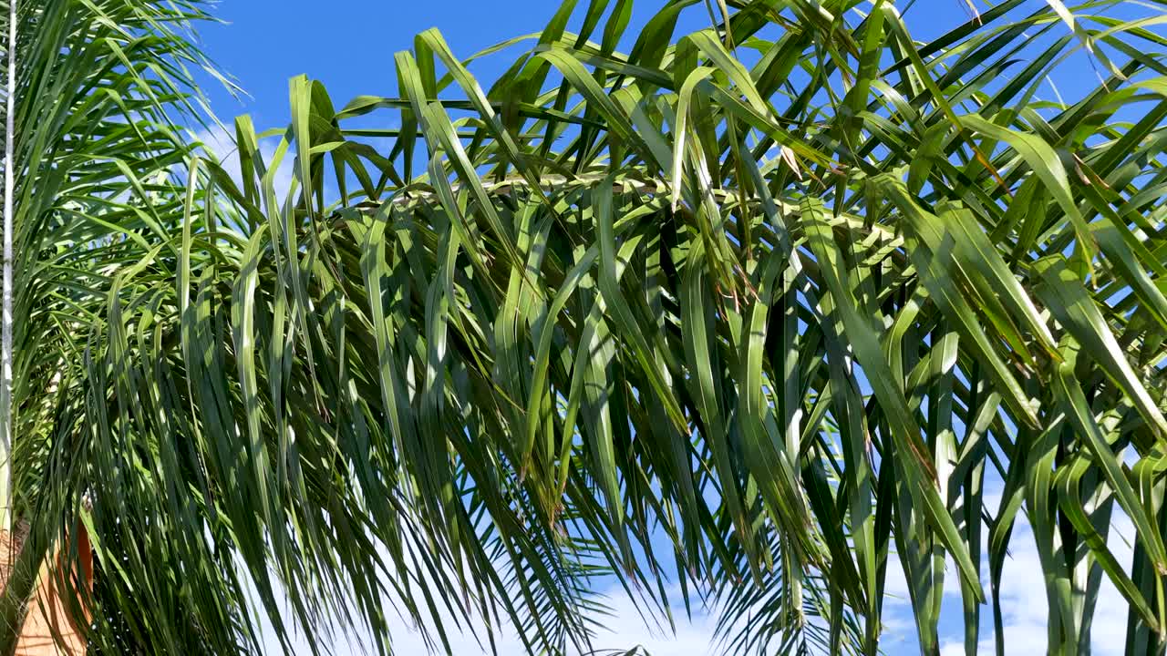 Palm tree fronds gently moving in tropical garden under clear blue sky, daylight, static shot