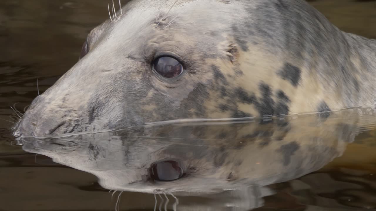 retrato extremo primer plano de adorable foca gris curiosa tímidamente con los ojos fuera del río frío asomándose al medio ambiente